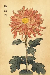 Chrysanthème hybride saumon-rose (gravure)