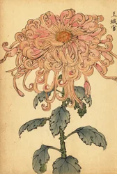 Chrysanthème hybride saumon-rose avec pétales bouclés