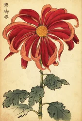 Chrysanthème hybride écarlate et rose (gravure)