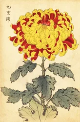 Chrysanthème hybride écarlate et jaune, 1893 (gravure)