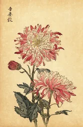 Chrysanthème blanc et rose panaché hybride