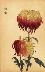 Chrysanthème hybride panaché jaune, orange et cramoisi, 1893 (gravure)
