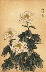 Chrysanthème hybride blanc et rose