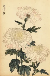 Chrysanthème hybride blanc et rose (gravure)