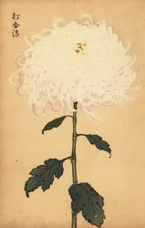 Chrysanthème blanc hybride