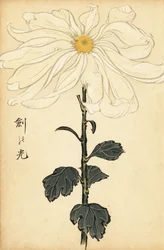 Chrysanthème hybride blanc, 1893 (gravure)