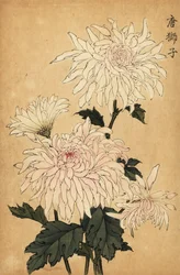 Chrysanthème hybride blanc, Chrysanthemum indicum