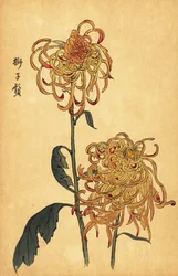 Chrysanthème hybride jaune et orange