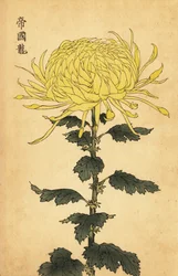 Chrysanthème hybride jaune