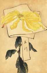 Chrysanthème jaune hybride, Chrysanthemum indicum