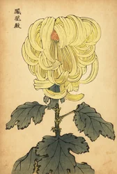 Chrysanthème hybride jaune incurvé, 1893