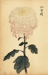 Chrysanthème panaché blanc et rose