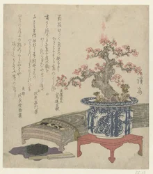 Koto avec fleur de prunier en pot