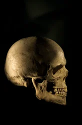Crâne humain moderne, étude scientifique, Université George Washington, 2000