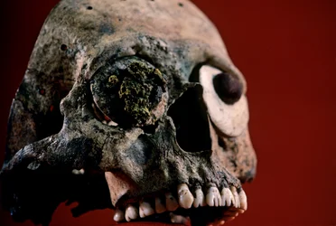 Crâne avec dents limées, Aztèque, Mexique, Templo Mayor