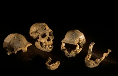 Crânes et mandibules de Dmanisi, Dmanisi, Géorgie, site Homo Erectus