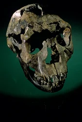 Garçon de Turkana, Kenya, Lac Turkana
