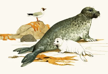 Phoque gris femelle avec son petit