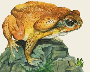 Le crapaud géant