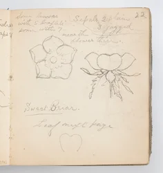 Page de carnet de croquis : Églantine