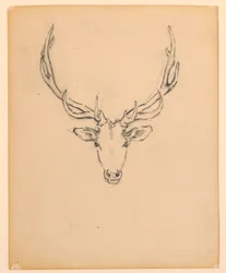 Étude de tête de cerf