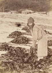 Femme Aïnou récoltant des algues, vers 1900