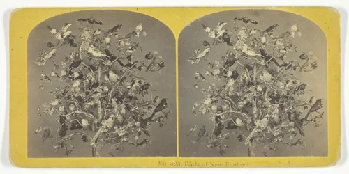 Oiseaux de la Nouvelle-Angleterre, 1855-75. Créateurs : Kilburn Brothers, BW Kilburn