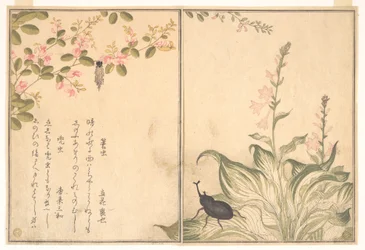 Chenille porte-case (Minomushi) ; scarabée rhinocéros (Kabutomushi), du Livre illustré des créatures rampantes (Ehon mushi erami)