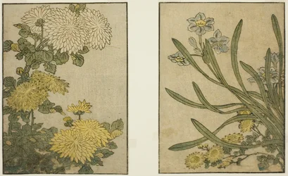 Chrysanthème et Narcisse, du livre illustré "Livre d