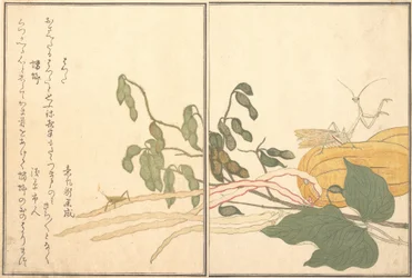 Sauterelle à tête conique ou Locuste, batta, Mante religieuse Toro ou Kamakiri..., 1788