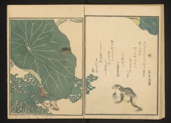 Grenouilles et scarabée doré près du lotus
