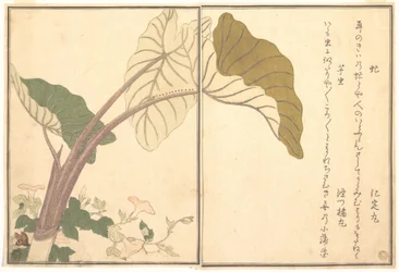 Taon (abu) ; chenille verte, imomushi, tiré du Livre illustré des créatures rampantes (Ehon mushi erami)
