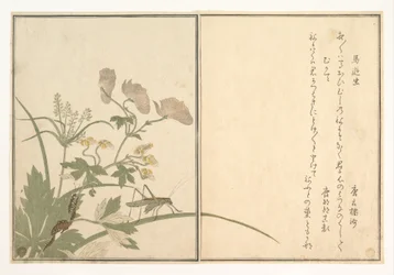 Sauterelle verte (Umaoi-mushi) ; centipède (Mukade), du Livre illustré des créatures rampantes (Ehon mushi erami)