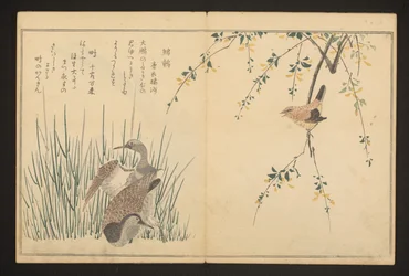 Canard colvert et martin-pêcheur