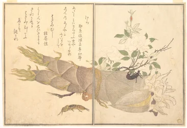 Courtilière (Kera) ; perce-oreille (Hasami-mushi), extrait du Livre illustré des créatures rampantes (Ehon mushi erami)
