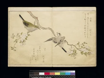 Mésange sur une branche à droite et fauvette sur une branche à gauche, d