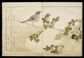 Mésange charbonnière de Mandchourie et un rouge-gorge, tiré d