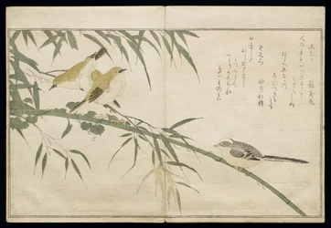 P.332-1946, vol. 2, f. 6, mésange à longue queue et trois zostérops, tiré de l