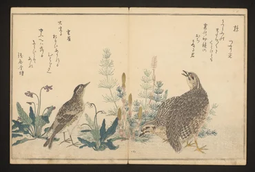 Caille et alouette