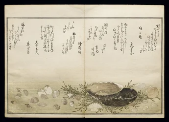 Shiohi no tsuto (Cadeaux de la marée descendante), connu sous le nom de Livre des coquillages, 1789
