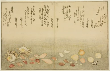 Shiro-gai, namima-gashiwa, makura-gai, iro-gai, aza-gai, sadae-gai, du livre illustré "Cadeaux de la marée descendante (Shiohi no tsuto)"