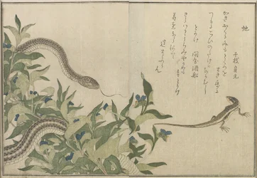 Serpent et lézard, 1788