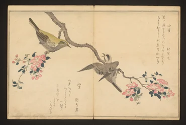Mésange et bouscarle