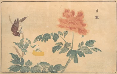 Oriole chinois et pivoines