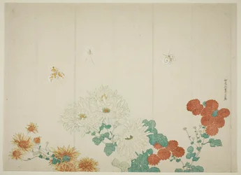 Trois types de chrysanthèmes