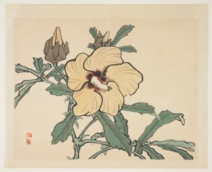 Rose trémière en fleurs