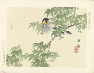 Oiseau gris-bleu