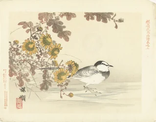 Bergeronnette japonaise (Croquis de fleurs et d