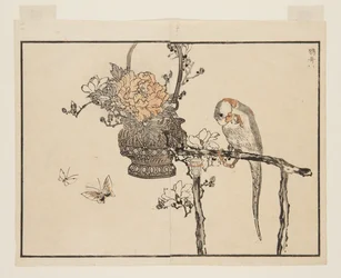 Perroquet