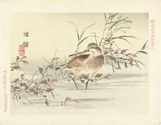 Bécassine (série Croquis de fleurs et d